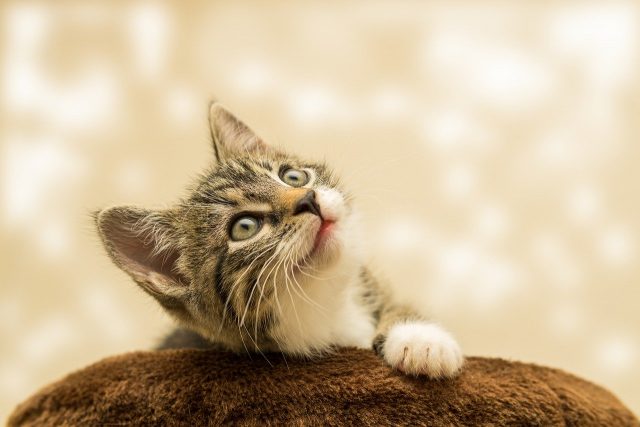 Se préoccuper de la santé de son chat : prévenir la survenance de toxocarose