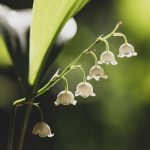 Muguet