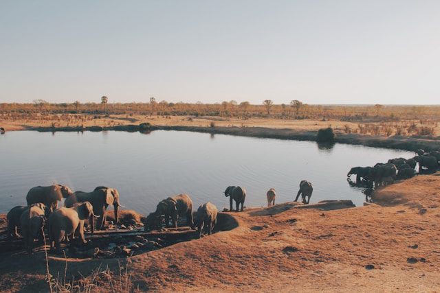 Découverte des réserves animalières au Zimbabwe
