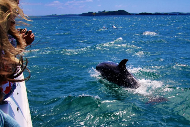 observer les dauphins