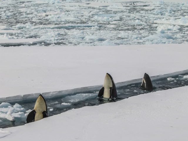 Antarctique