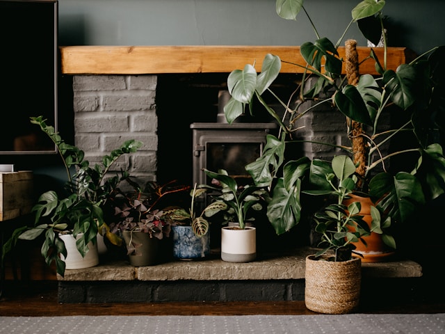 plantes d'intérieur