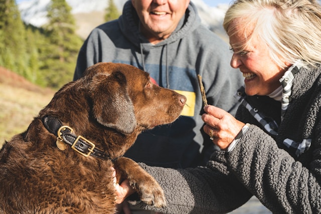 colliers GPS pour chiens