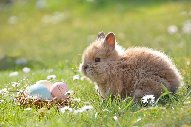 lapin domestique