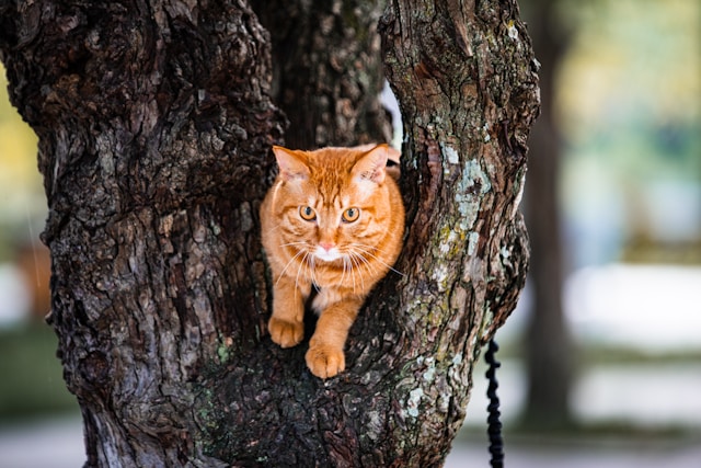 Éduquer un chat