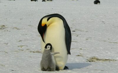 animaux polaires