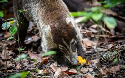 survie des animaux