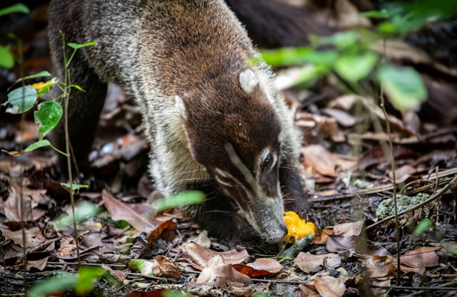 survie des animaux