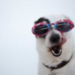 Bien choisir les croquettes de son chien pour éviter allergies et troubles digestifs