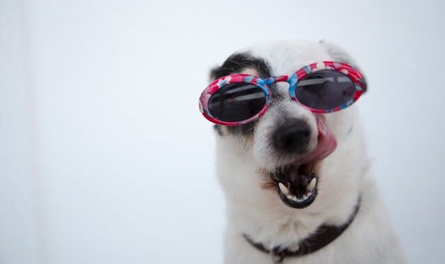 Bien choisir les croquettes de son chien pour éviter allergies et troubles digestifs