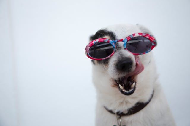 Bien choisir les croquettes de son chien pour éviter allergies et troubles digestifs