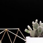 cactus tendance
