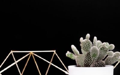 cactus tendance