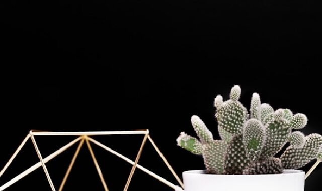 cactus tendance