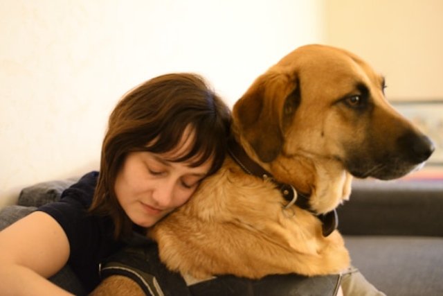 animaux de compagnie